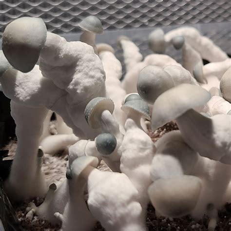This <b>strain</b> is a very good <b>strain</b> for a beginner, it has real vigorous mycelium that just eats up any. . Amvp mushroom strain